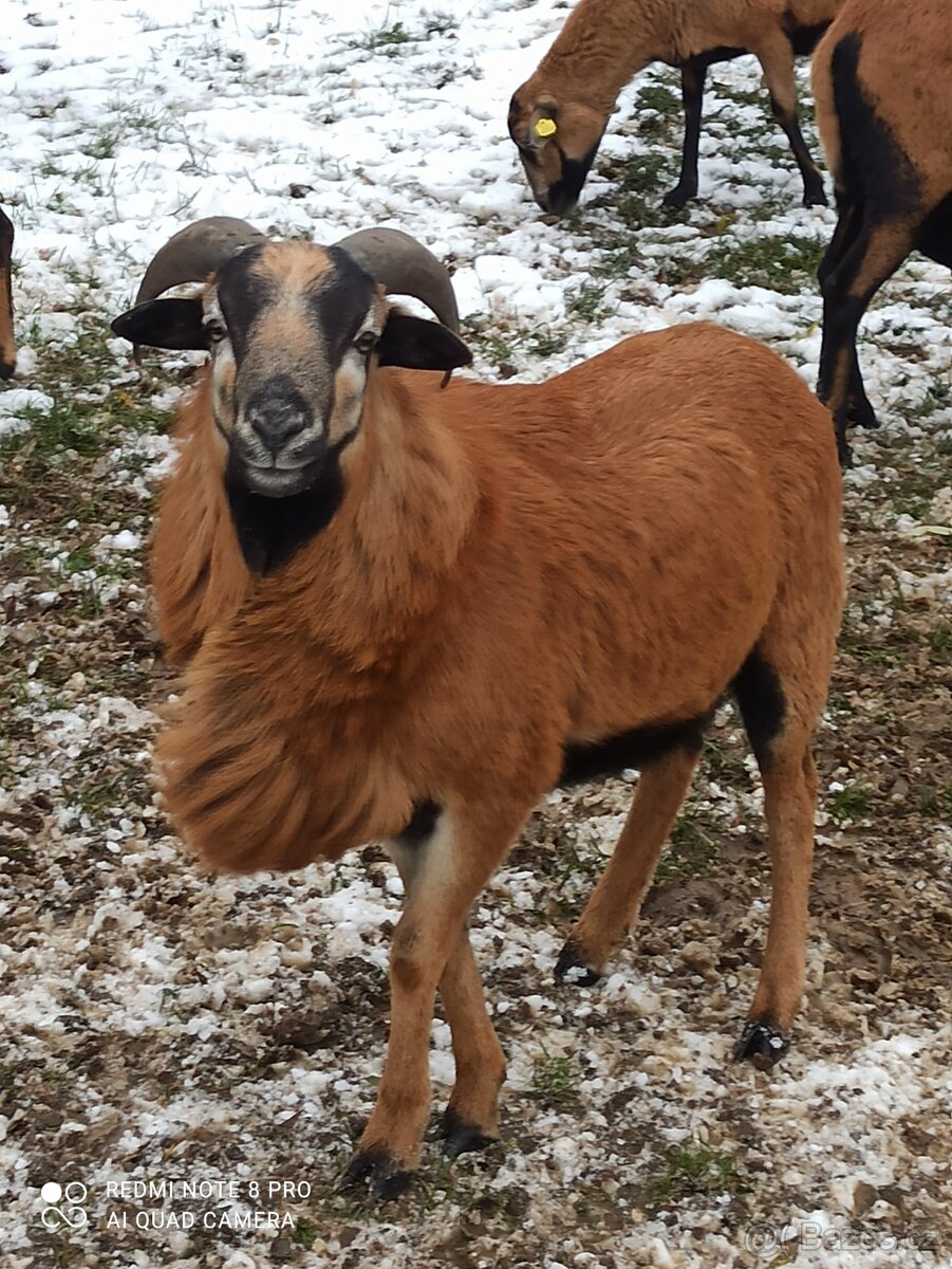 Kamerunské ovce - 5