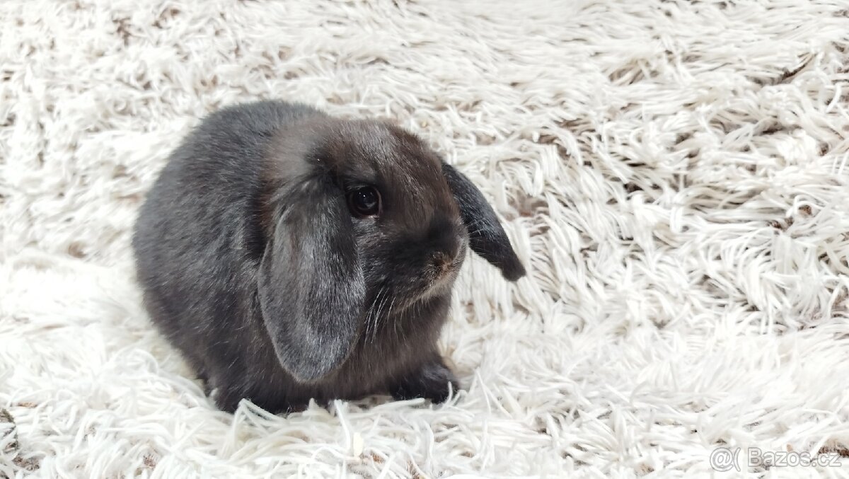 Zakrslý beránek,králík, králíček - BIBI - 5