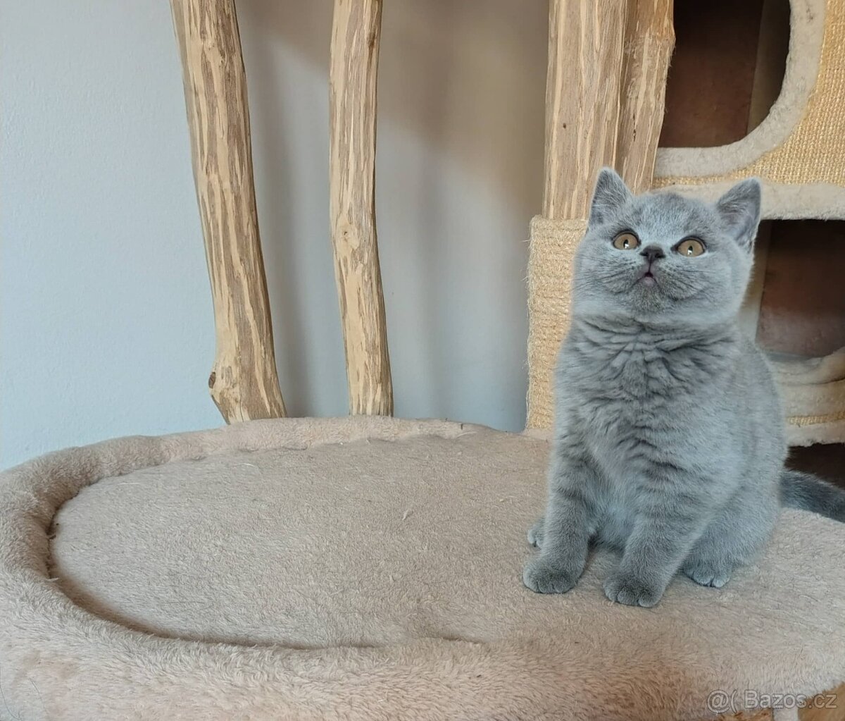 Britská koťátka - 5