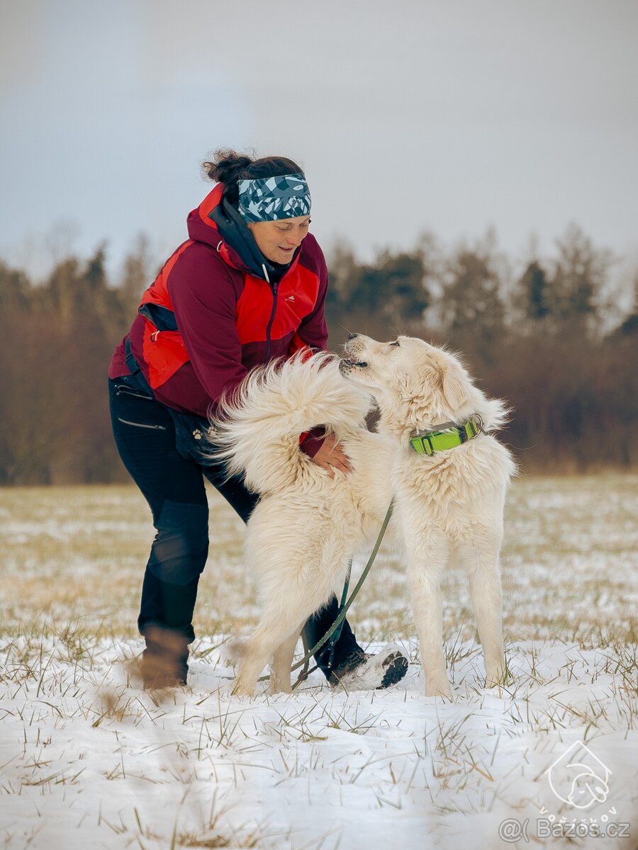 Slovenský čuvač - 5