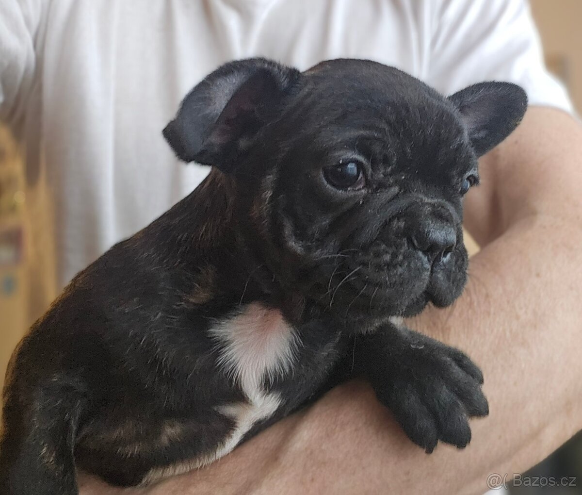 Francouzský buldoček - 5