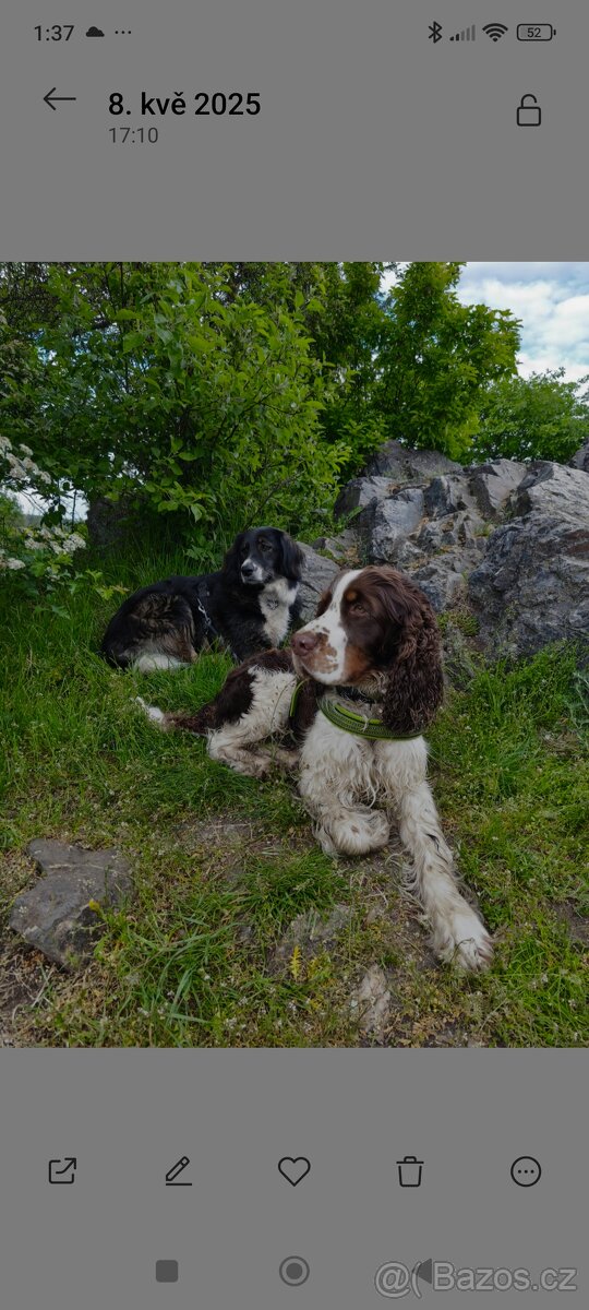 Anglický špringršpaněl - 5