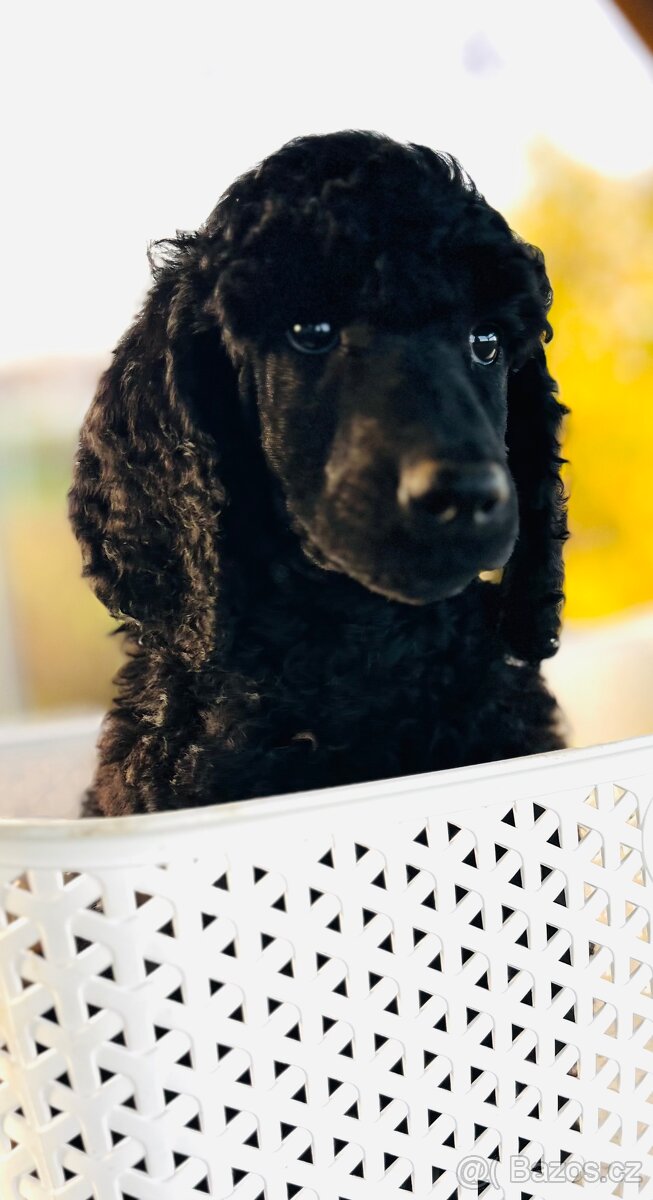 Pudl velký královský s PP - 5