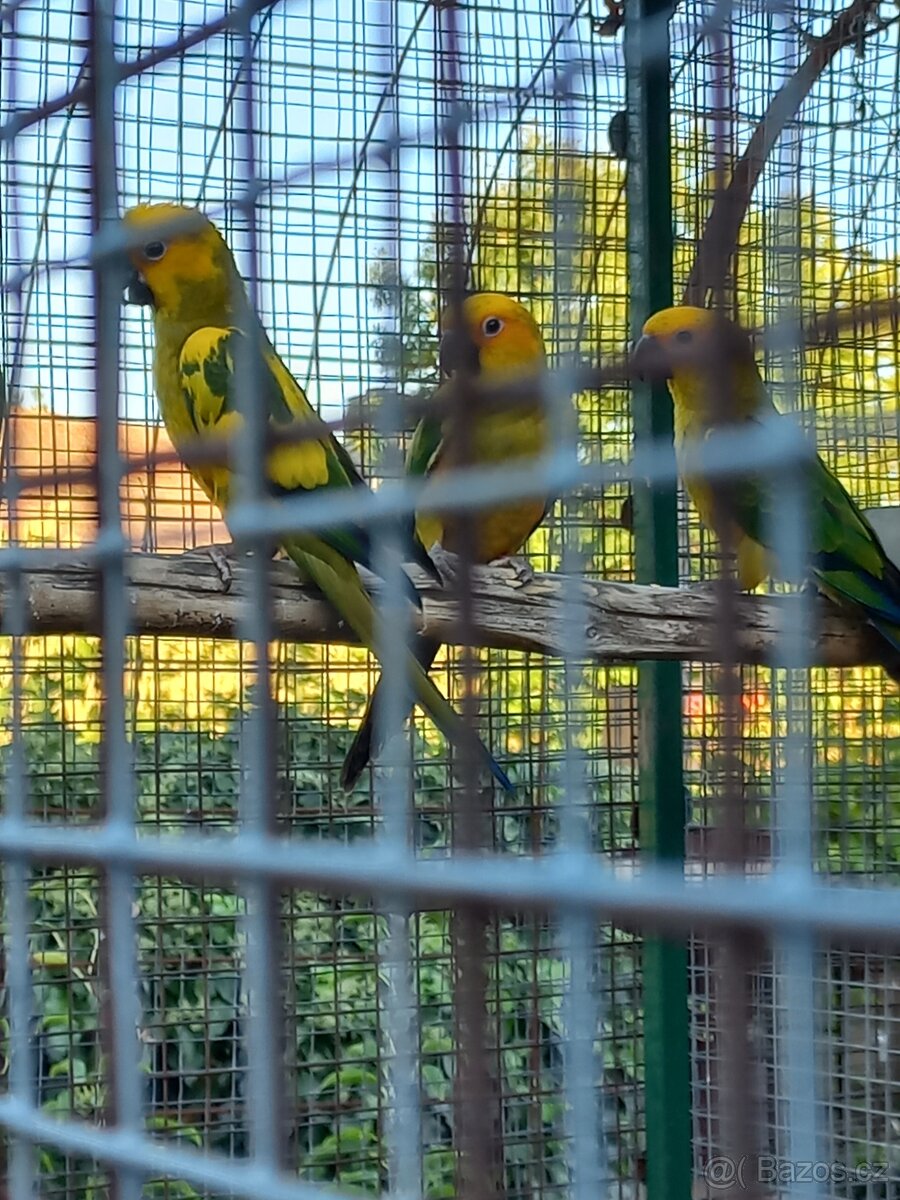 Aratinga sluneční - 5