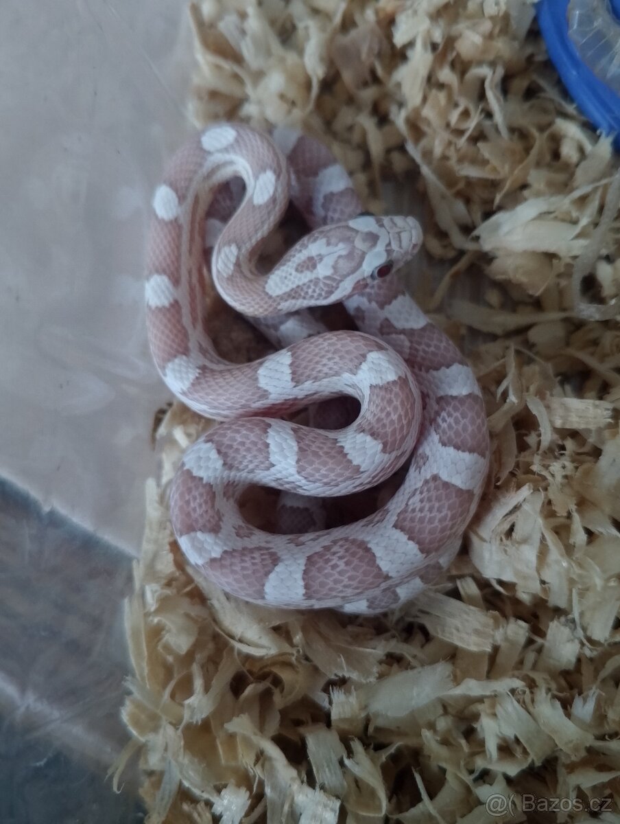 Užovka červená loňský odchov - 5