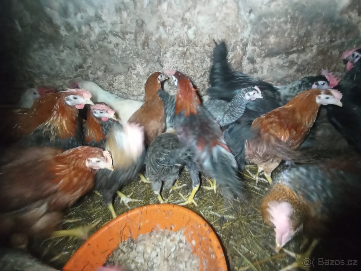 Nabízím kohouty - 5