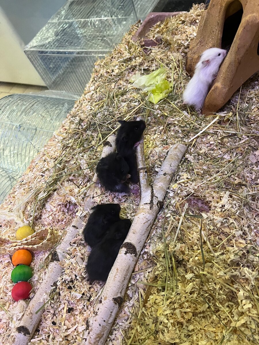 Křeček Syrský nar. 6.3.2026. - 5