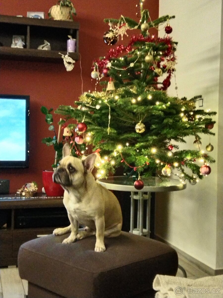 Francouzský buldoček - 5