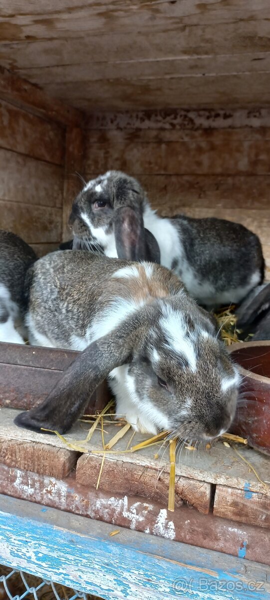 Francouzský beran - 5