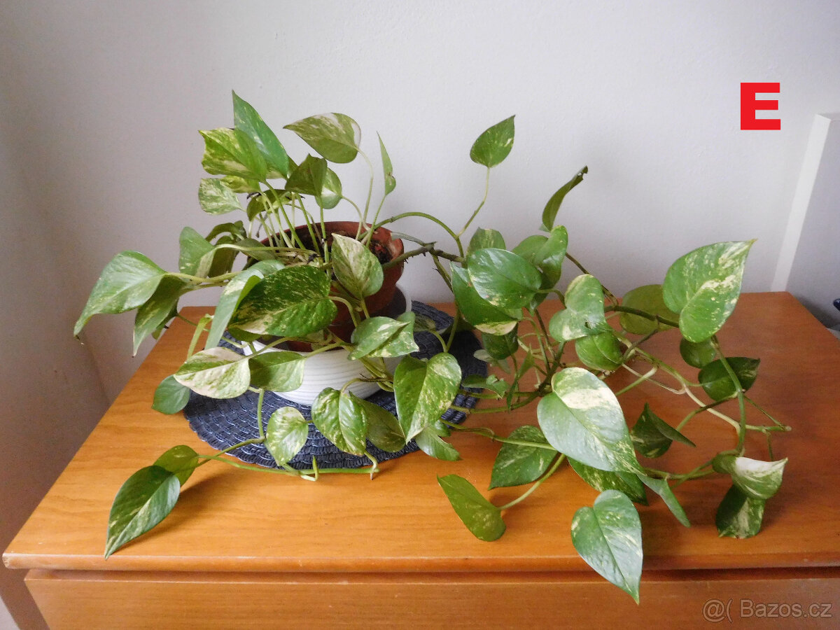 POKOJOVKY-RÝMOVNÍK,DRACENA,VOSKOVKA,PHOTOS... - 5