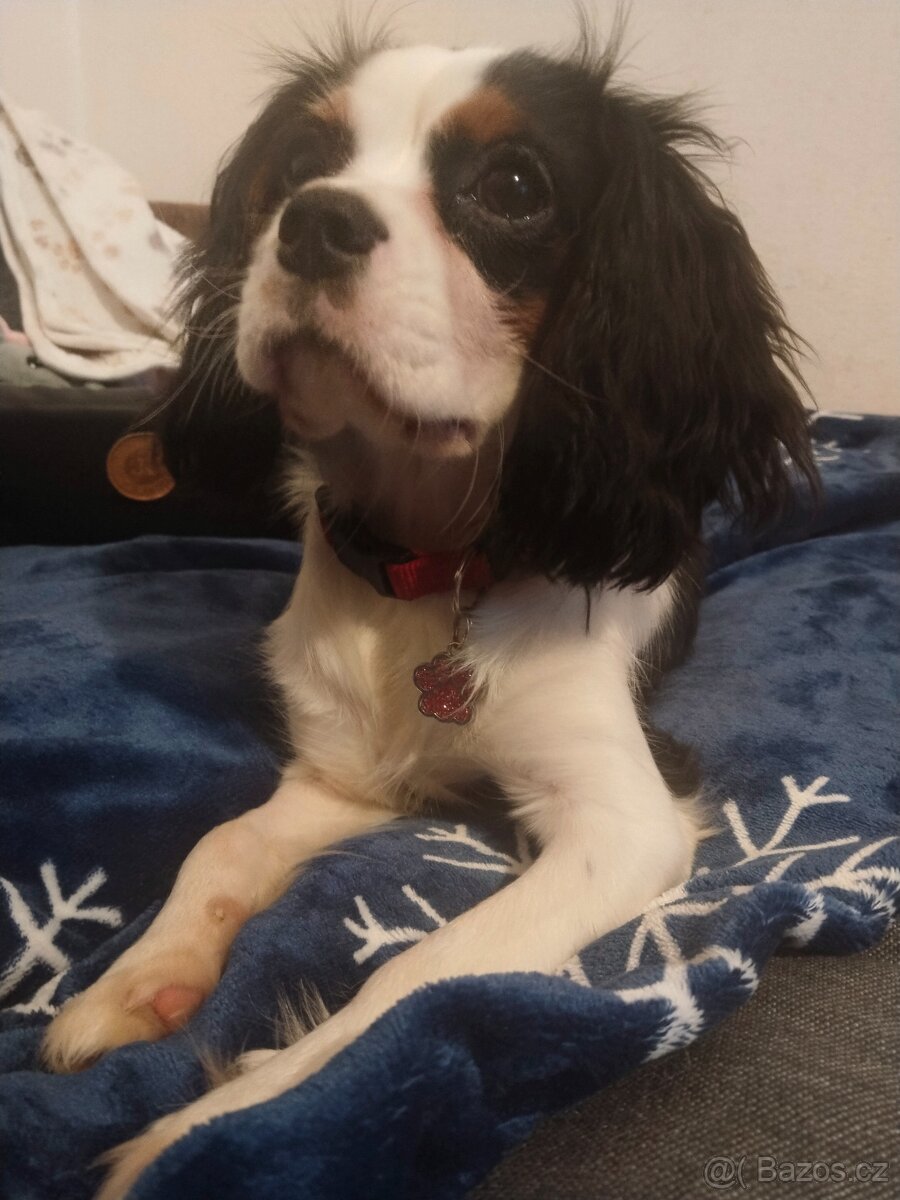 kavalír king charles španěl - 5