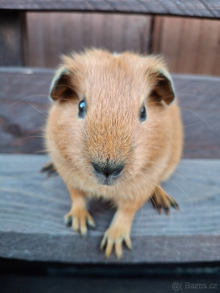 Prodám mláďata morčat - 5