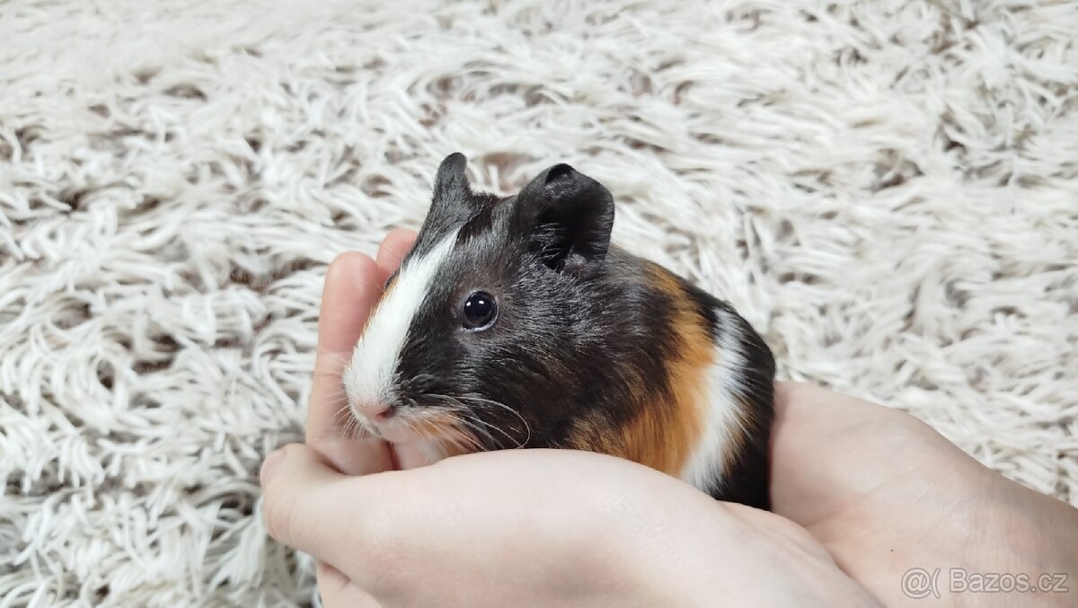 Morče, Morčata, Morčátko, Morčátka - JUSTÝNA A JESSIE - 5