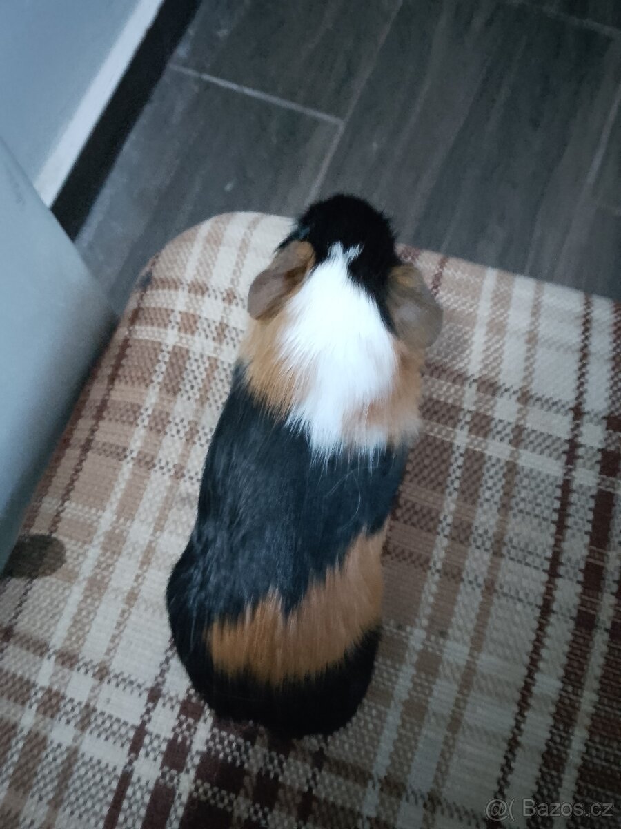 Morčátko - sameček - 5