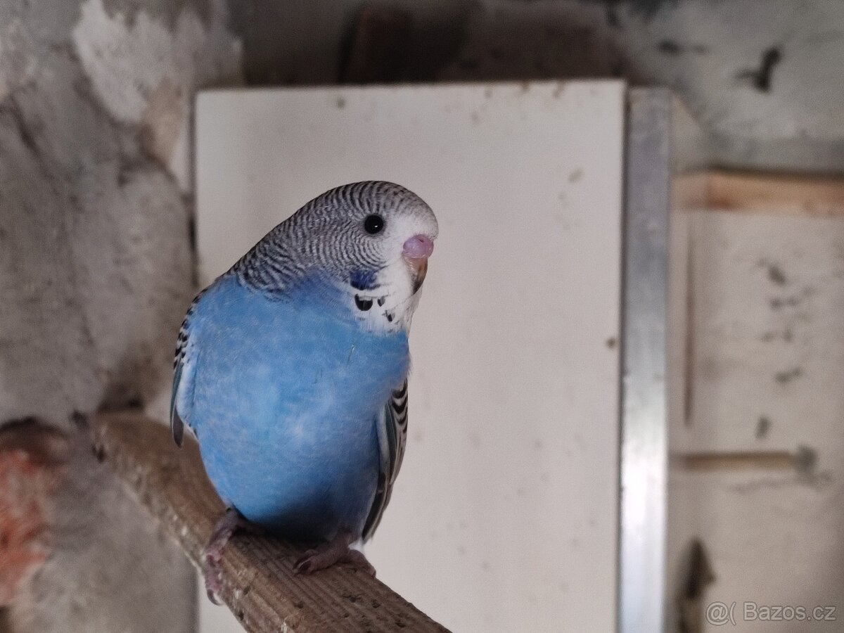 Andulky vlnkované - modré, modrobílé, bílé - 5