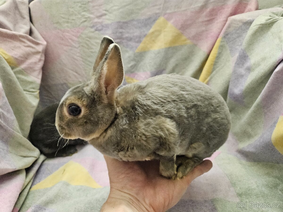 Zakrslý králíček - 5