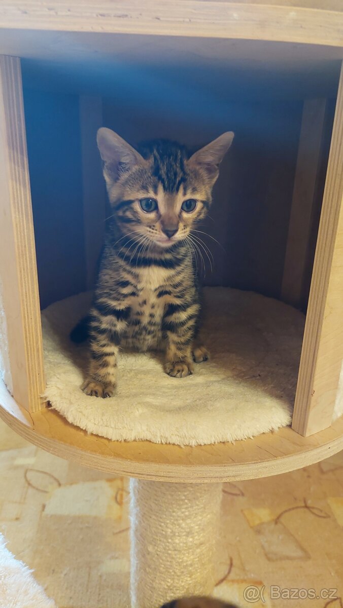 Bengalská kočka-koťátka s PP - 5