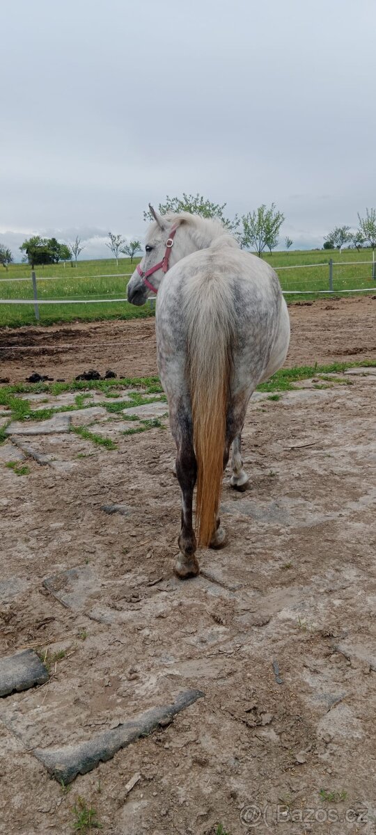 Pony klisna kat. A - 5