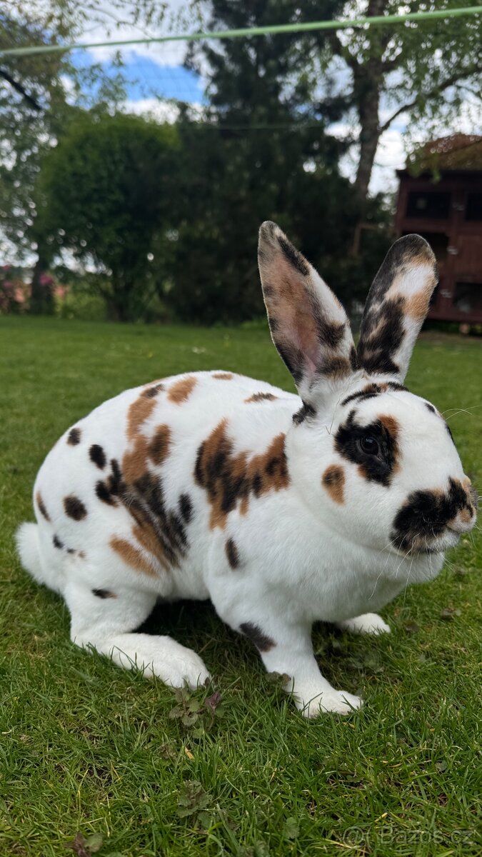 Dalmatinský rex černožlutý- samička✨ - 5