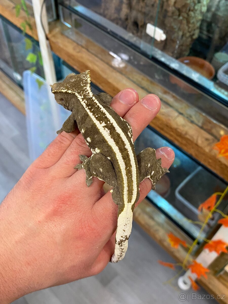 AXANTHIC C. Ciliatus - 5