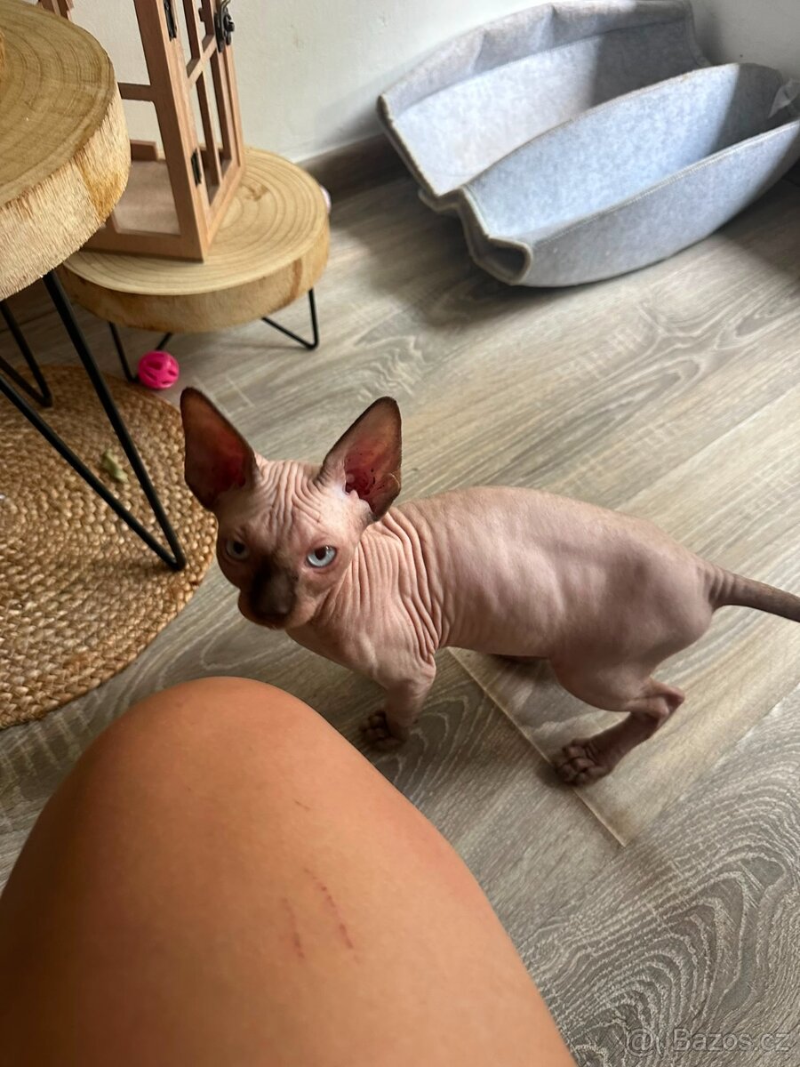 Sphynx - 5