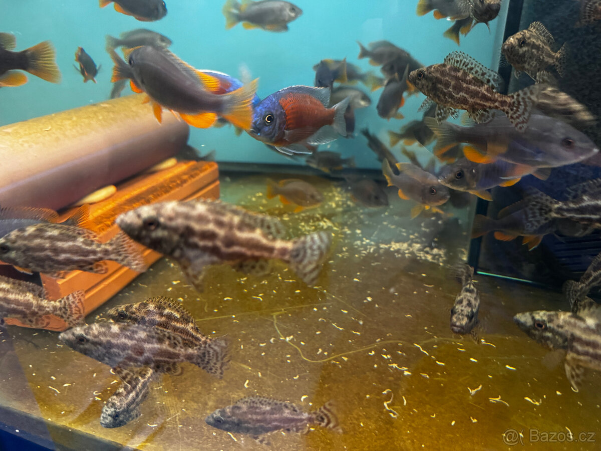 Tlamovci Nimbochromis polystigma F1 - 5