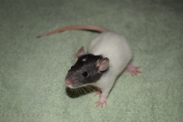 8.11. Praha - potkani, potkánci - dwarf, fuzz, standard, dum - 5