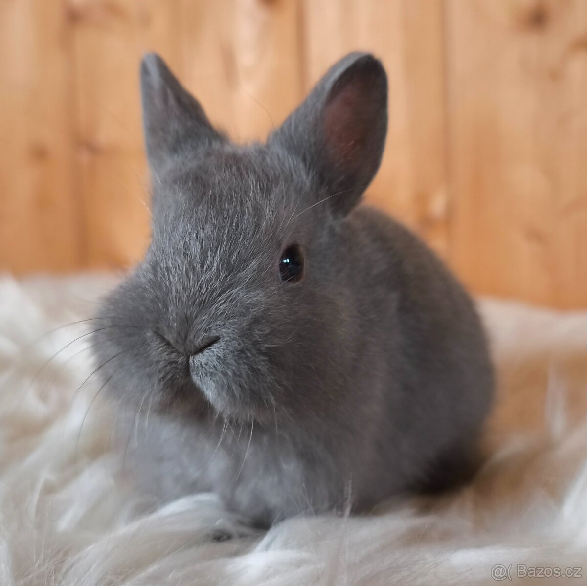 Zakrslí králíci jako vánoční dárek - 5