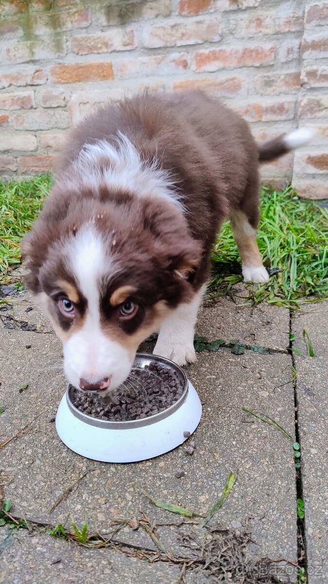 Border kolie bez PP - 5