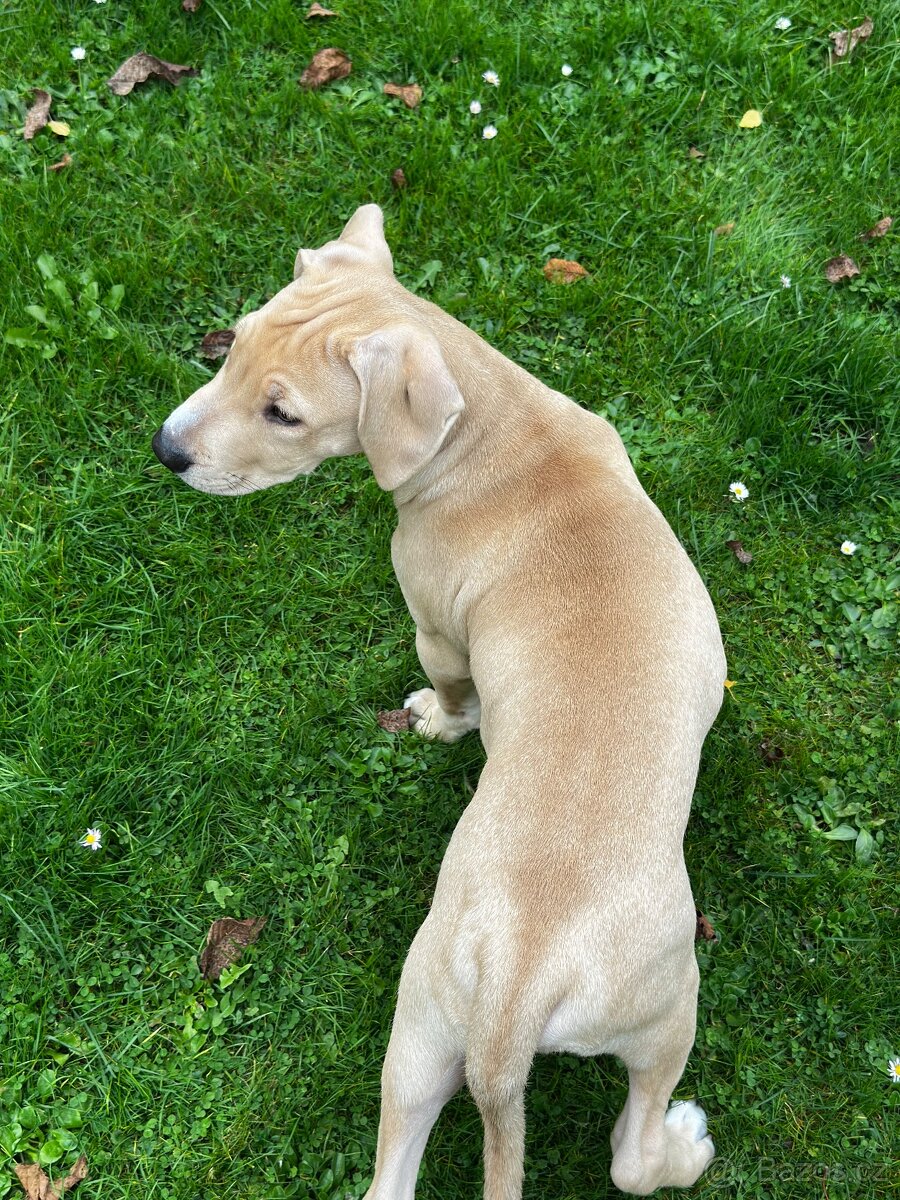 Americký staford - 5