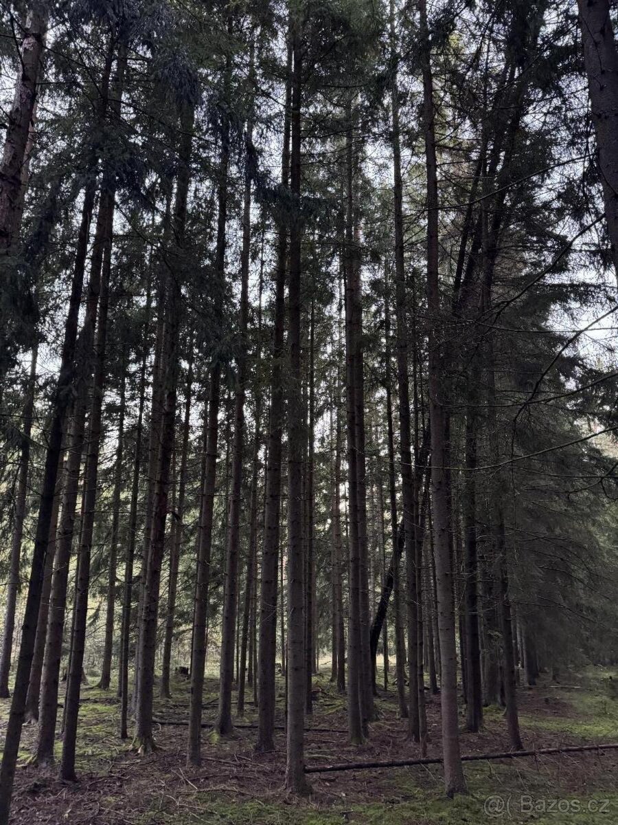 Prodám lesní pozemek v k.ú. Ločenice, p.č. 810 - 5