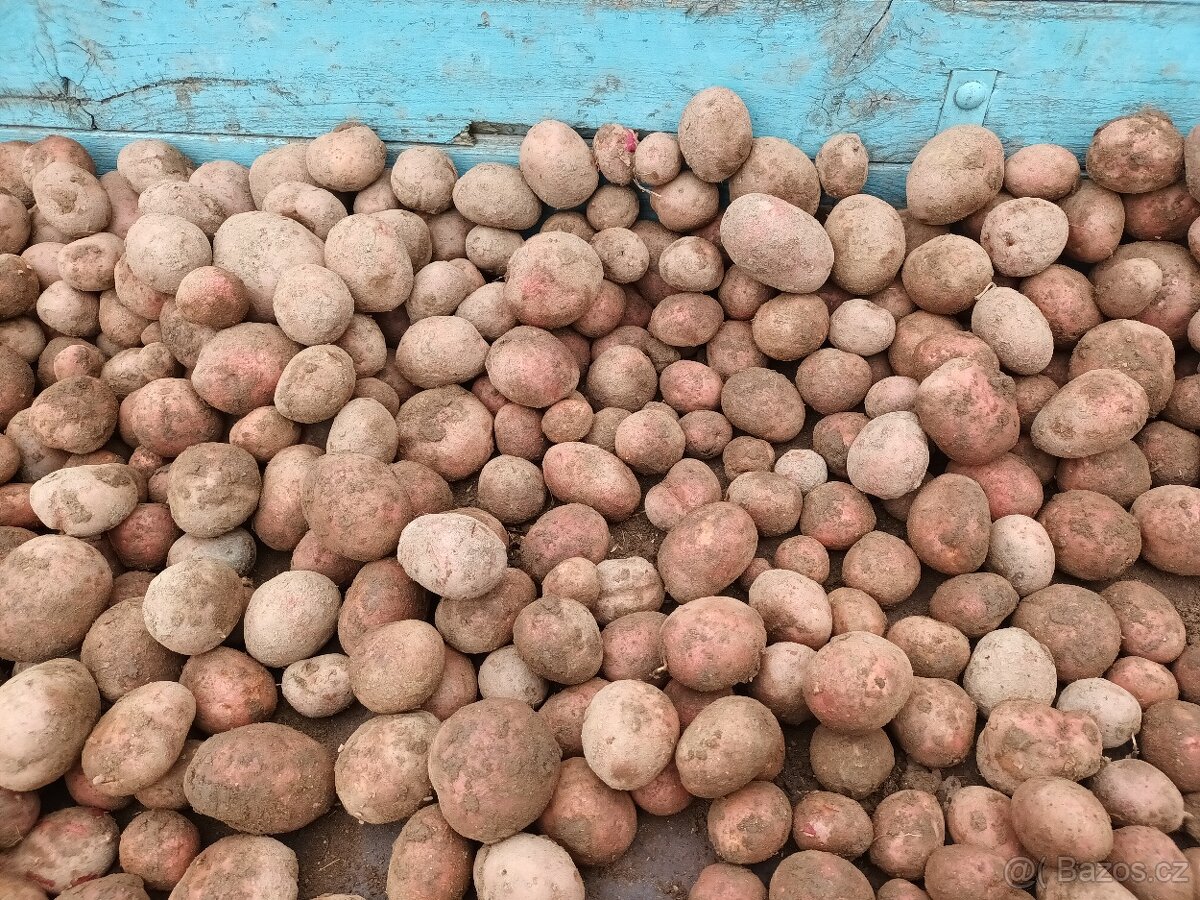 Brambory na uskladneni - 5