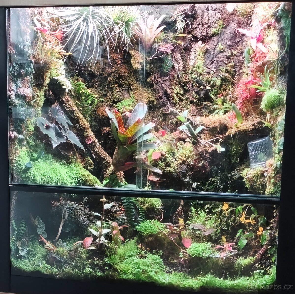 BEGONIA AMPHIOXUS - 5