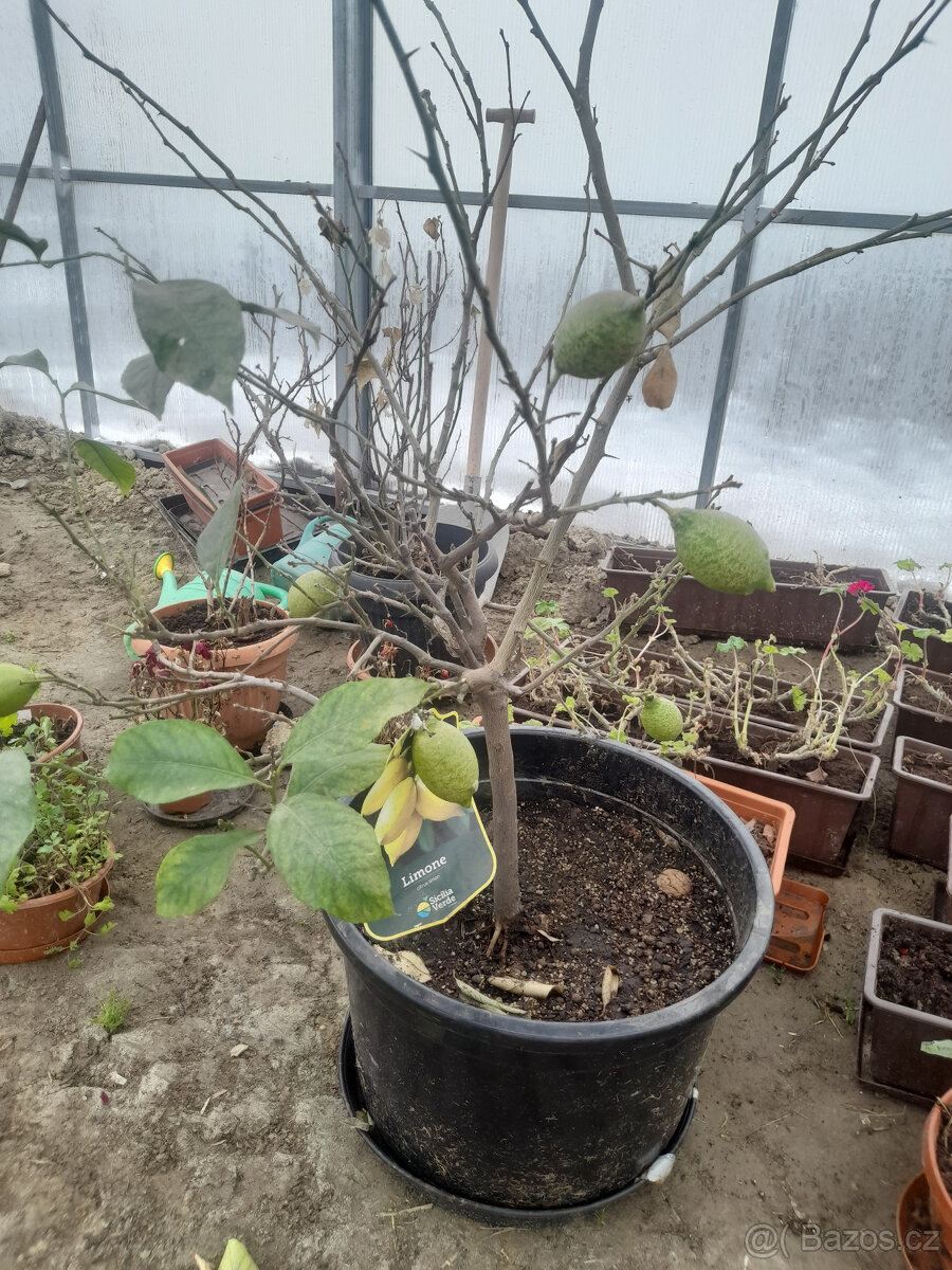 Skleník z polykarbonátu - 5