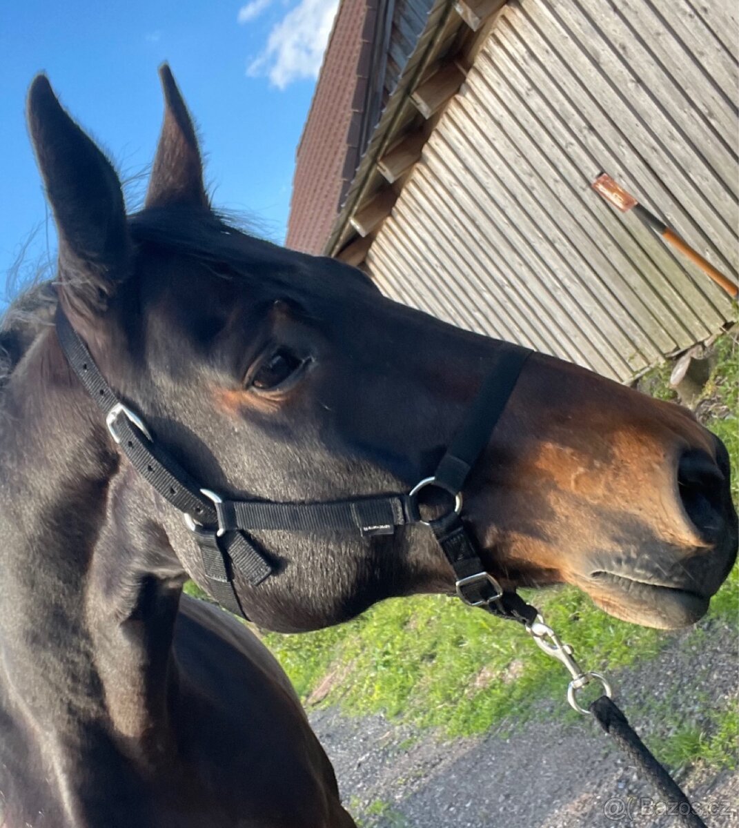 Koně potřeby - 5