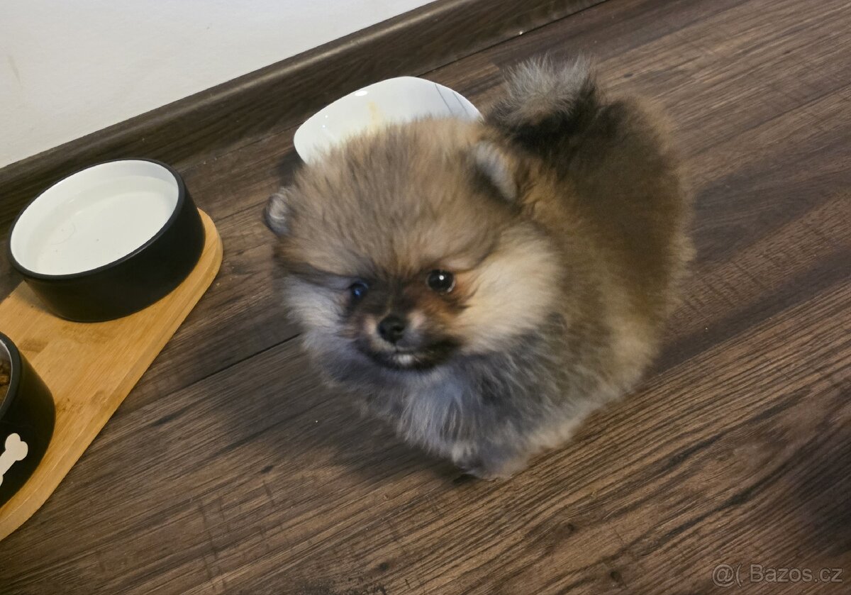 Štěňátka pomeraniana - 5