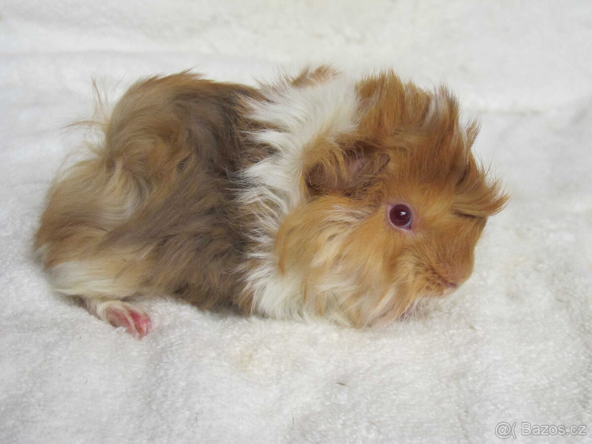 Morče peruánec - 5