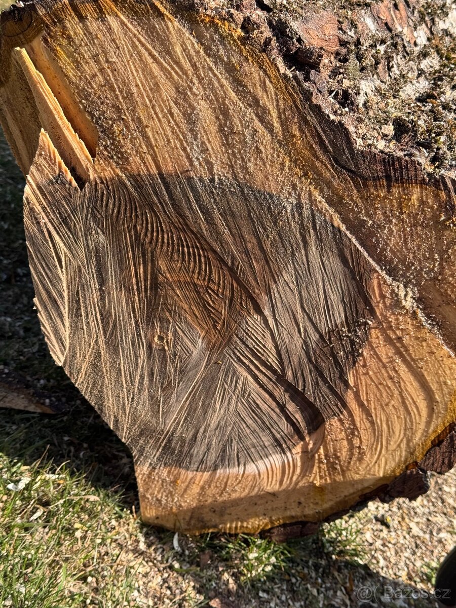 Ořech 50 let starý - 5