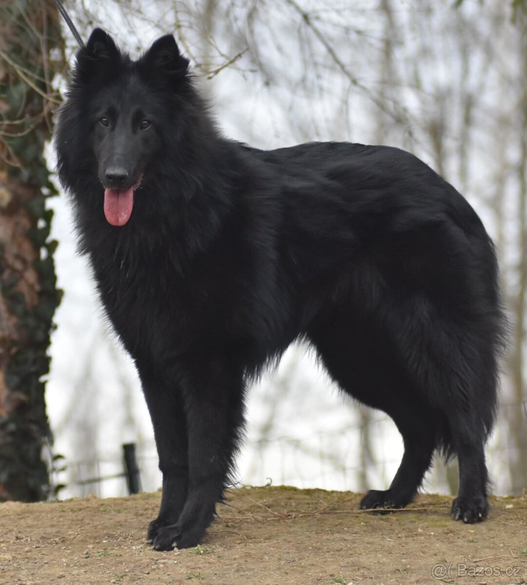 Belgický ovčák Groenendael s PP - 5