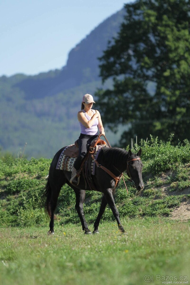 černá paint horse klisna - 5