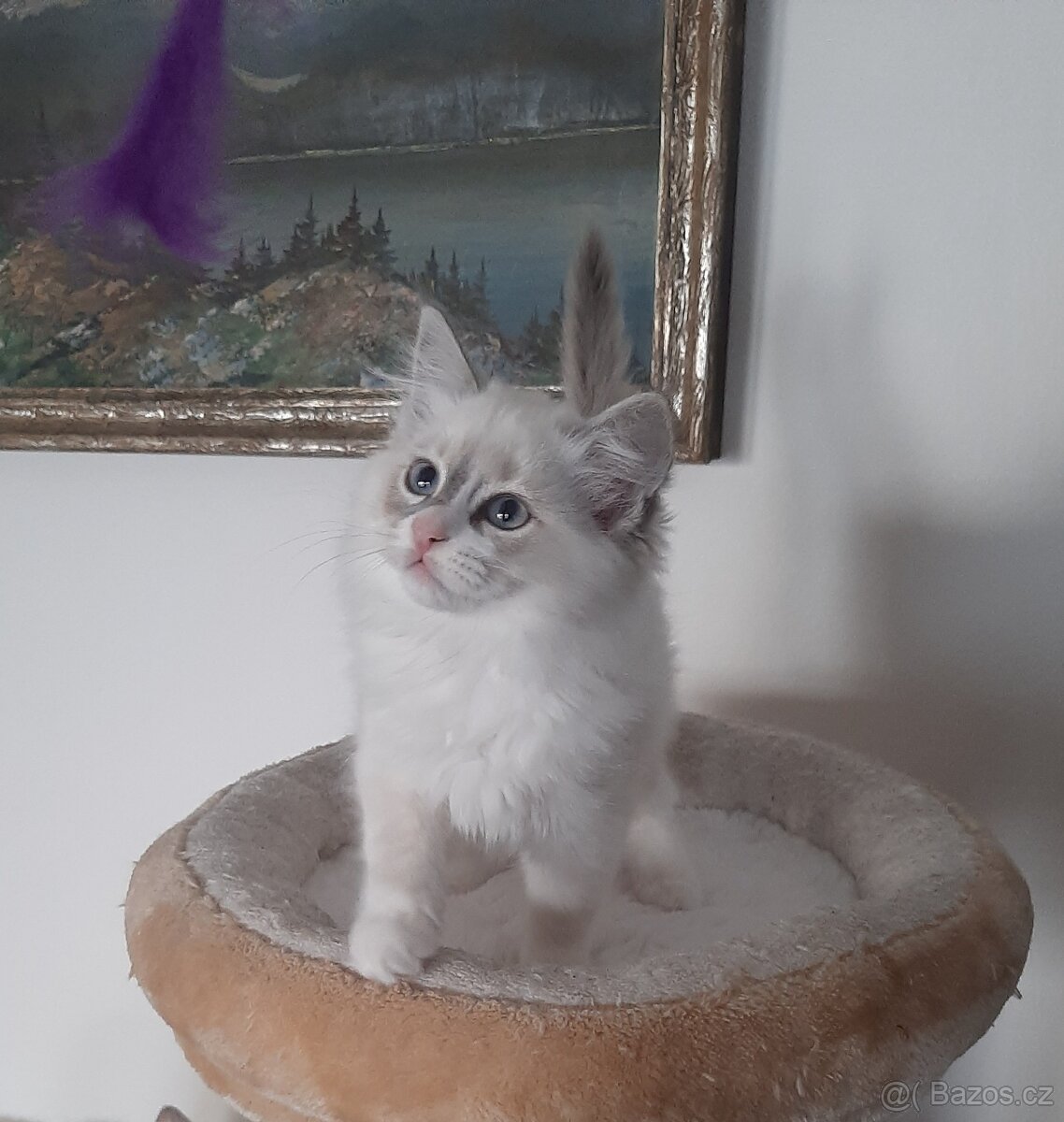 Prodám kočičku Ragdoll bez PP - 5