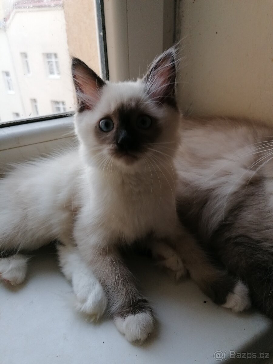 Koťátka - 5