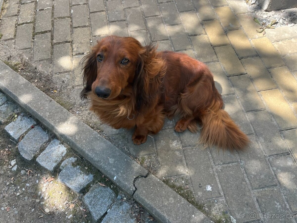 Jezevčík standard dlouhosrstý - pes ke krytí - 5