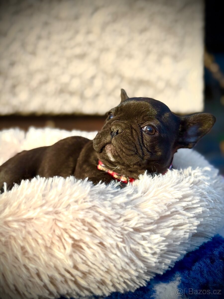 Francouzský buldoček - 5