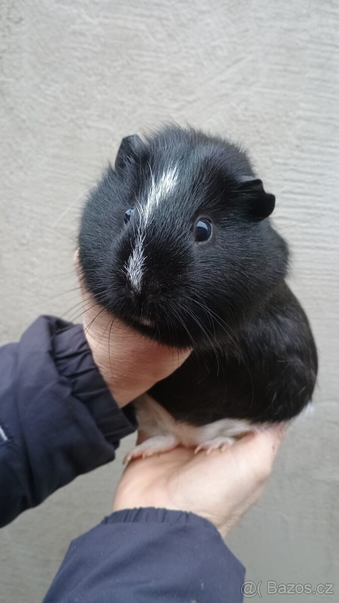 Morčátka kluci - 5