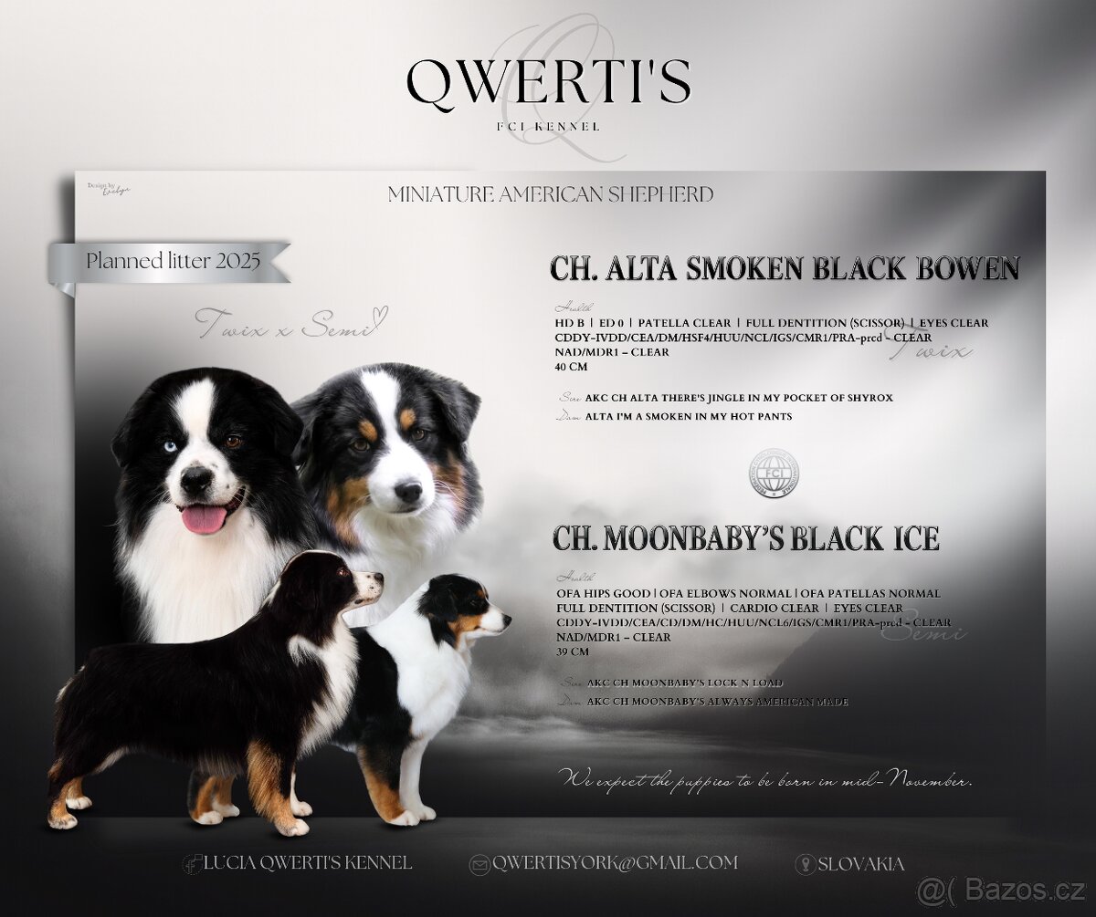 Miniaturní americký ovčák - 5