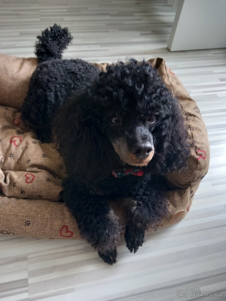 Krytí - nabidka- Pudl trpasličí - 5