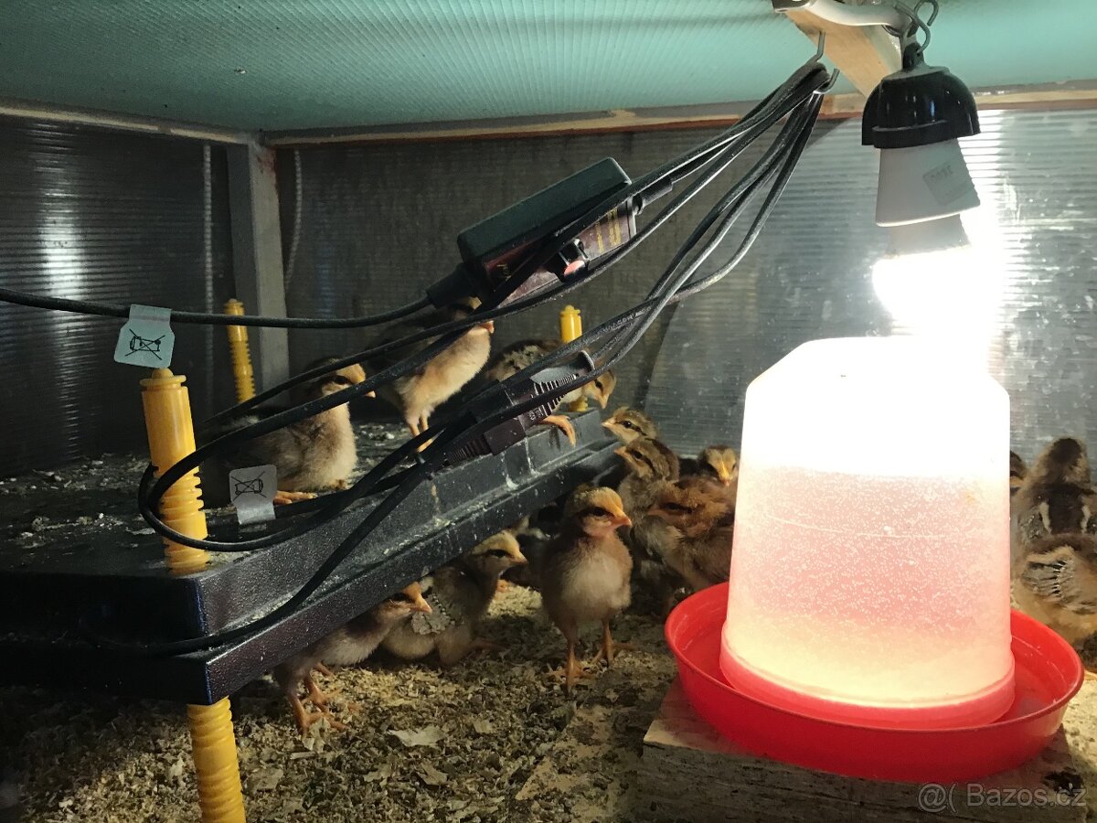 Prodám kuřata. - 5