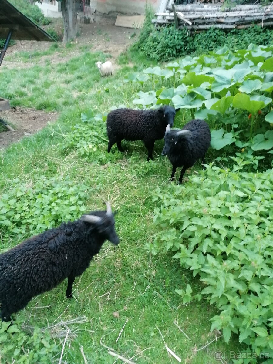 Quessantská ovečka a beránek - 5