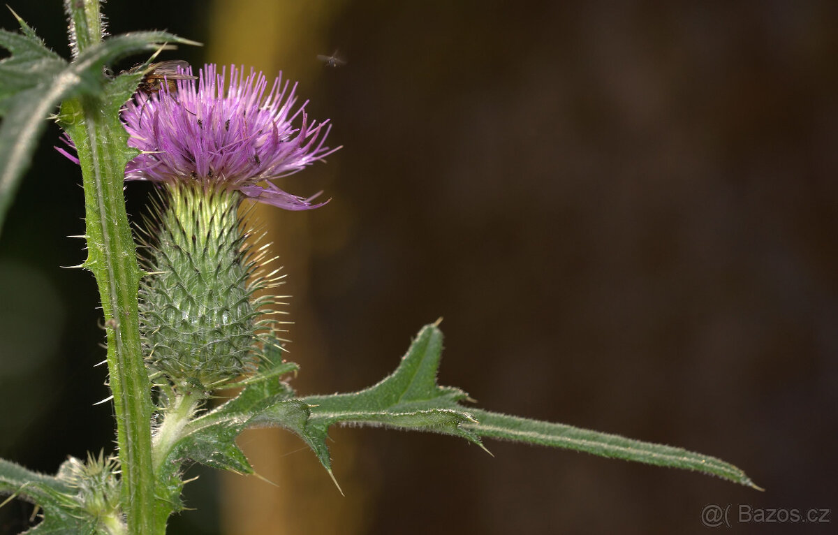 Objektiv Sigma 150/f2.8 APO Macro DG EX pro Sony/Minolta A - 5